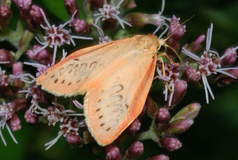Arctidae